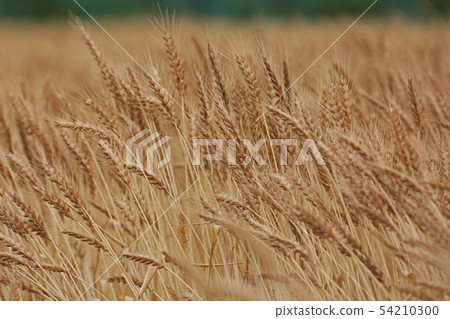 Ear of wheat 54210300
