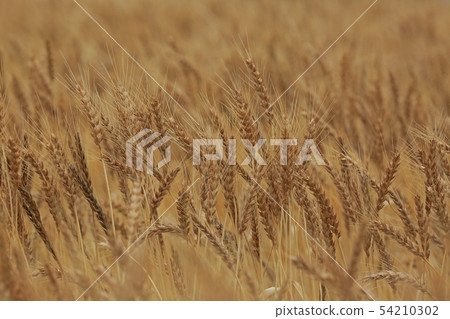 Ear of wheat Ear of wheat 54210302