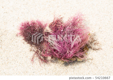 Tengsa Tengsa 54210667