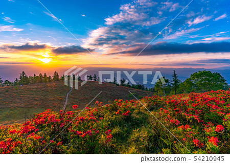 Sunrise from Mt. Amari and rengetsutsuji [Yamanashi Prefecture] 54210945