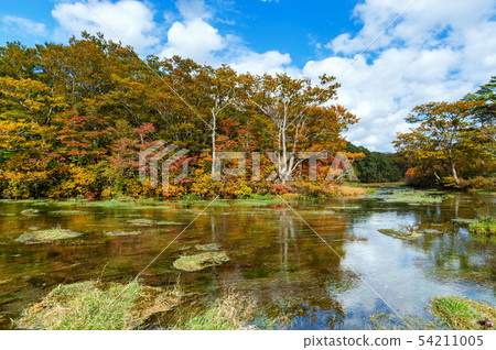 [Aomori Prefecture Hakkodasan's Autumn Leaves] A mysterious swamp that is believed to be a source of snowmelt in Hakkoda, which has become a sink water in Gudari Swamp. 54211005