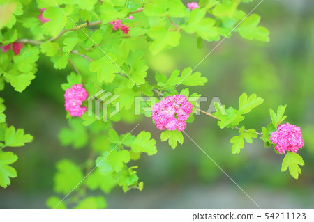 山楂花 山楂花 54211123