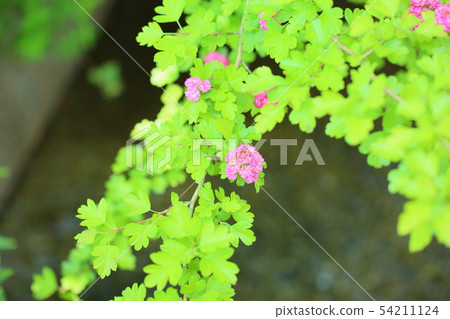 山楂花 山楂花 54211124