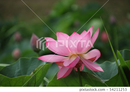 古蓮花沒佐藤 54211253