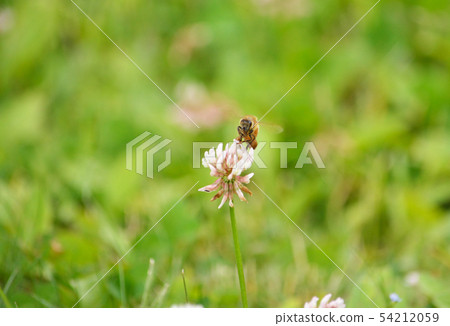 A bee A bee 54212059