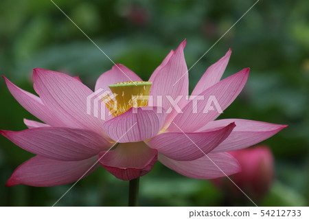 古蓮花沒佐藤 54212733