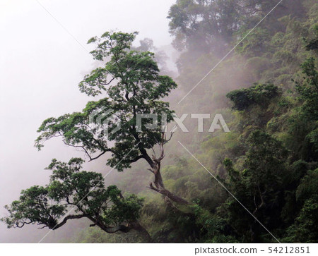 阿里山新中橫 54212851