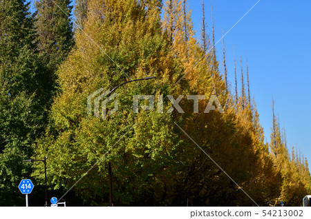 一張低角度照片被採取開始染黃有藍天背景的銀杏樹行 一張低角度照片被採取開始染黃有藍天背景的銀杏樹行 54213002