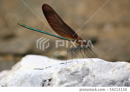 Miyama Kawatombo 54213138