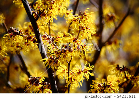 Good flowers with flowers Good flowers with flowers 54213611