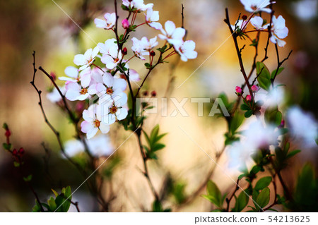 Safflower flower flowers 54213625