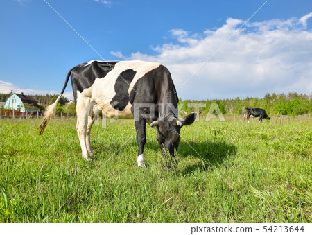Cow grazing on the farm and looking into camera. 54213644