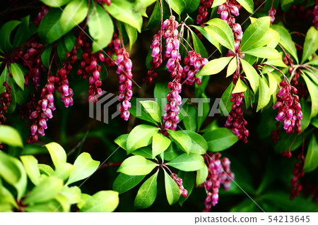 Safflower Asebi flowers 54213645