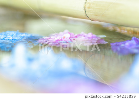 hydrangea hydrangea 54213859