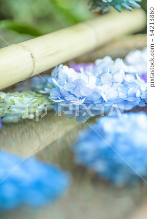 hydrangea hydrangea 54213860