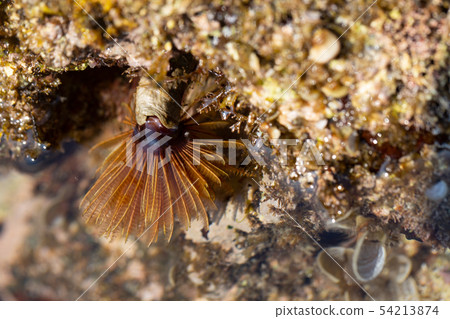 Caterpillar 54213874