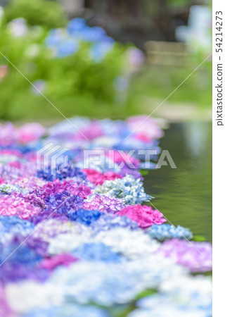 Hydrangea in Kusanji, Osaka Prefecture Hydrangea in Kusanji, Osaka Prefecture 54214273
