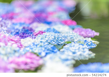 Hydrangea in Kusanji, Osaka Prefecture Hydrangea in Kusanji, Osaka Prefecture 54214274