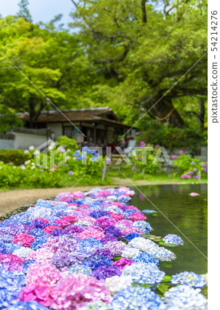 Hydrangea in Kusanji, Osaka Prefecture Hydrangea in Kusanji, Osaka Prefecture 54214276