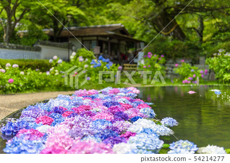 Hydrangea in Kusanji, Osaka Prefecture Hydrangea in Kusanji, Osaka Prefecture 54214277