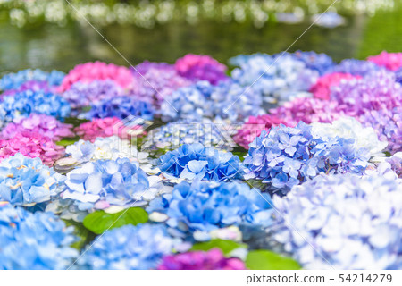 大阪縣Kusanji的繡球花 大阪縣Kusanji的繡球花 54214279