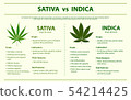 Sativa vs Indica horizontal infographic 54214425