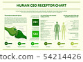 Human CBD receptor chart horizontal infographic 54214426