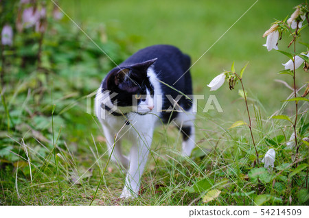 盆栽的貓和螢火蟲袋 54214509