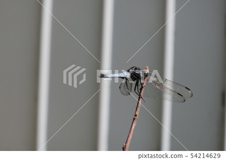 Oshio Karatonbo seen from behind 54214629