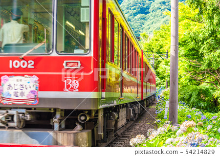 箱根Tozan鐵路和繡球花風景 箱根Tozan鐵路和繡球花風景 54214829