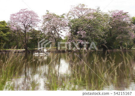 Tabebuia rosea is a Pink Flower beside the lake. Tabebuia rosea is a Pink Flower beside the lake. 54215167
