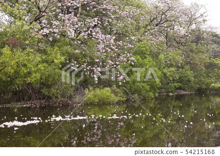 Tabebuia rosea is a Pink Flower beside the lake. Tabebuia rosea is a Pink Flower beside the lake. 54215168