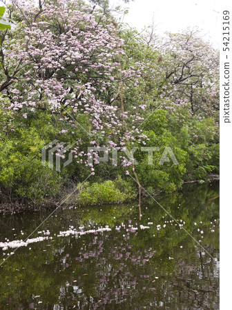 Tabebuia rosea is a Pink Flower beside the lake. 54215169