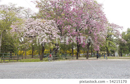 public park in the city. public park in the city. 54215170