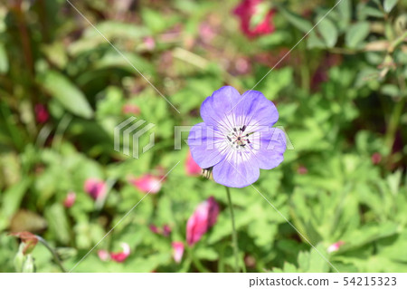 Akebonofuuro Hiratsuka Kana Garden Akebonofuuro Hiratsuka Kana Garden 54215323