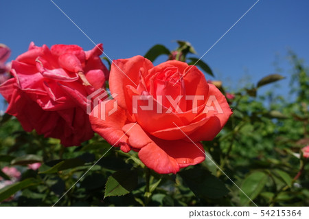 Rose Scarlet Queen Elizabeth 54215364