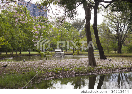 Tabebuia rosea is a Pink Flower beside the park. Tabebuia rosea is a Pink Flower beside the park. 54215444