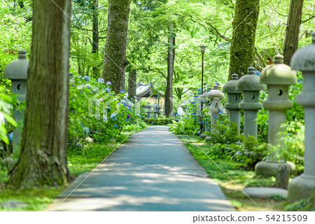 Hydrangea in Kusanji, Osaka Prefecture 54215509