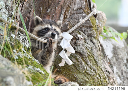 Child raccoon Child raccoon 54215596