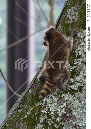 Child raccoon Child raccoon 54215597
