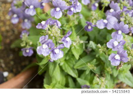 Nemesia 54215843