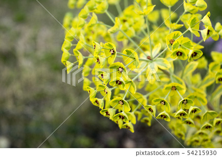 Euphorbia Golden Rainbow Flower 54215930