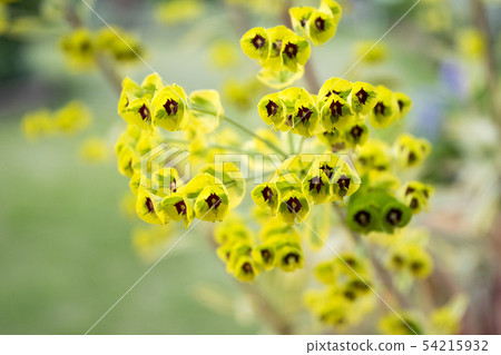 Euphorbia Golden Rainbow Flower 54215932
