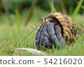 Hermit crab 54216020