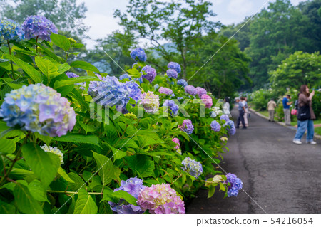 Hydrangea at the Maizuru Nature and Culture Park 54216054