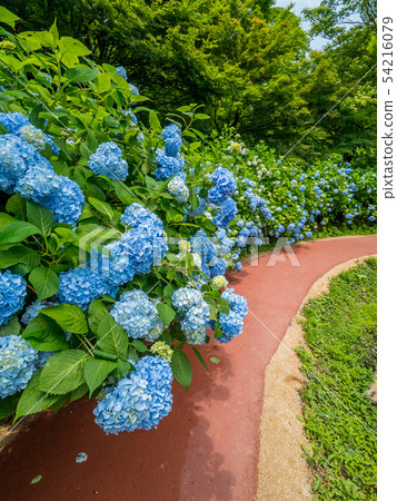 Hydrangea at the Maizuru Nature and Culture Park 54216079