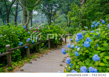 Hydrangea at the Maizuru Nature and Culture Park 54216142