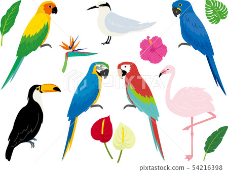 Tropical bird set 54216398