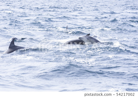 Southern Bottlenose Dolphin Shimabara Amakusa 54217002