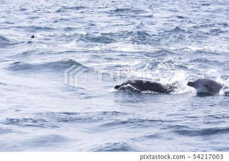Southern Bottlenose Dolphin Shimabara Amakusa Southern Bottlenose Dolphin Shimabara Amakusa 54217003